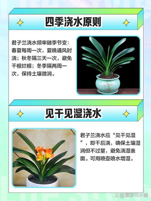 包含君子兰用这“2种”水浇的词条-第7张图片-优品飞百科 包含君子兰用这“2种”水浇的词条-第7张图片-优品飞百科