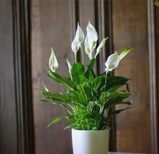 一帆风顺的养殖方法和注意事项？一帆风顺的养殖方法和注意事项水养怎样施肥？