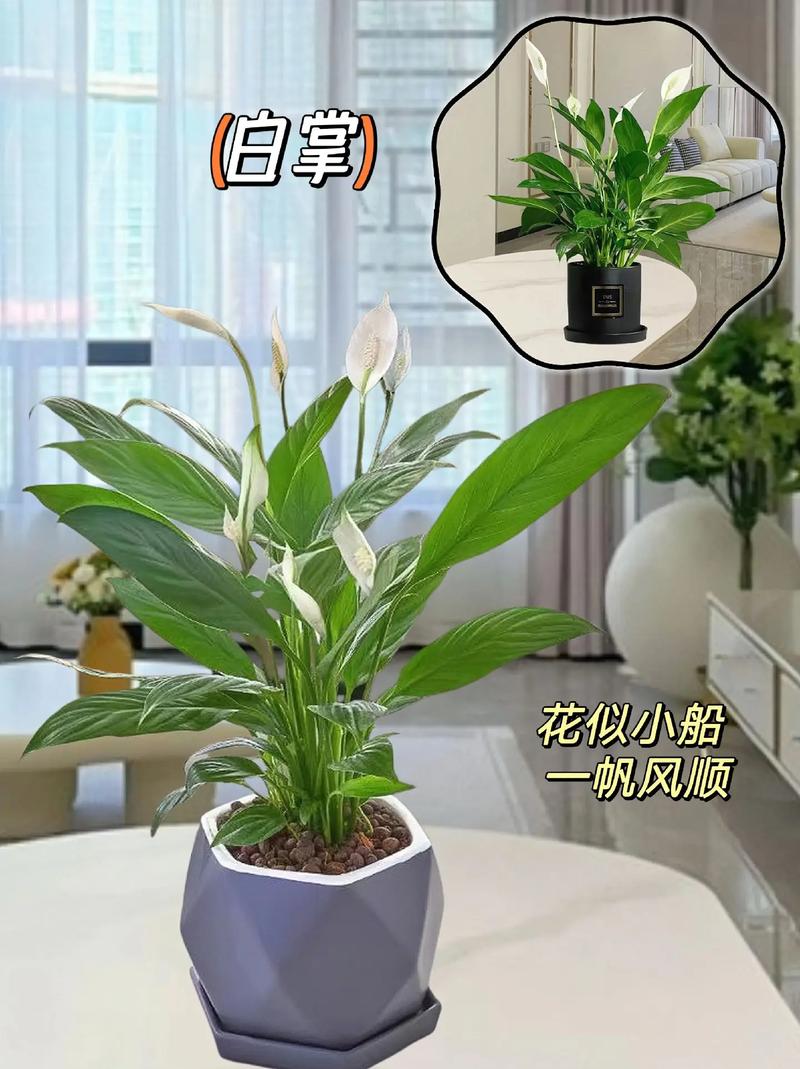 一帆风顺的养殖方法和注意事项?一帆风顺的养殖方法和注意事项水养怎样施肥?-第2张图片-优品飞百科 一帆风顺的养殖方法和注意事项?一帆风顺的养殖方法和注意事项水养怎样施肥?-第2张图片-优品飞百科