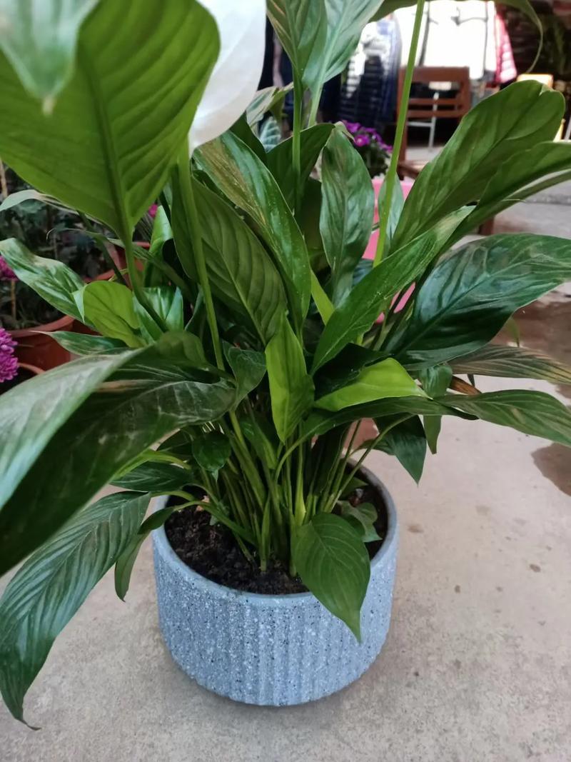 一帆风顺的养殖方法和注意事项?一帆风顺的养殖方法和注意事项水养怎样施肥?-第4张图片-优品飞百科 一帆风顺的养殖方法和注意事项?一帆风顺的养殖方法和注意事项水养怎样施肥?-第4张图片-优品飞百科