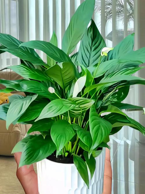 一帆风顺的养殖方法和注意事项?一帆风顺的养殖方法和注意事项水养怎样施肥?-第5张图片-优品飞百科 一帆风顺的养殖方法和注意事项?一帆风顺的养殖方法和注意事项水养怎样施肥?-第5张图片-优品飞百科