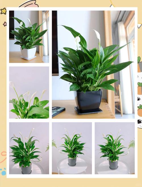 一帆风顺的养殖方法和注意事项?一帆风顺的养殖方法和注意事项水养怎样施肥?-第6张图片-优品飞百科 一帆风顺的养殖方法和注意事项?一帆风顺的养殖方法和注意事项水养怎样施肥?-第6张图片-优品飞百科