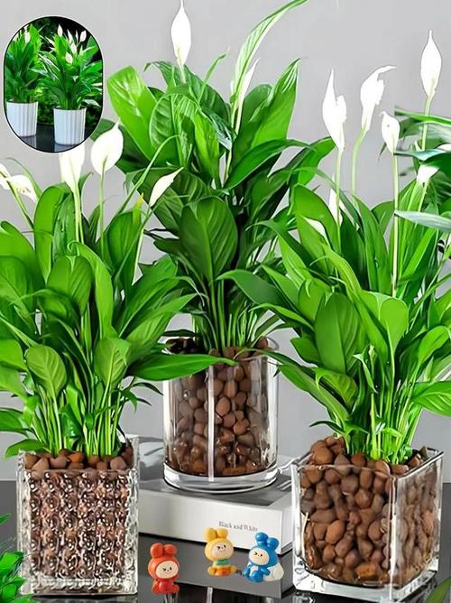 一帆风顺的养殖方法和注意事项?一帆风顺的养殖方法和注意事项水养怎样施肥?-第8张图片-优品飞百科 一帆风顺的养殖方法和注意事项?一帆风顺的养殖方法和注意事项水养怎样施肥?-第8张图片-优品飞百科