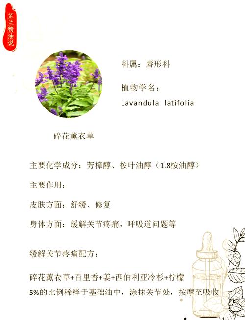 薰衣草修剪时间和方法？薰衣草开花后如何修剪视频？