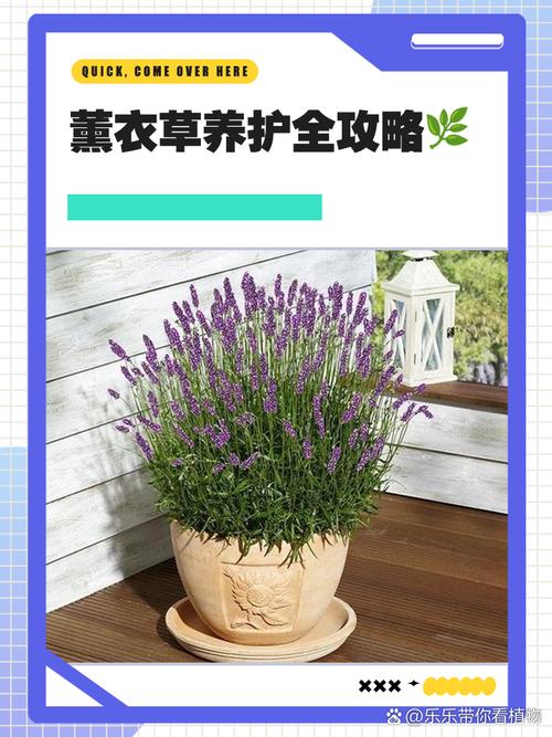 薰衣草修剪时间和方法？薰衣草开花后如何修剪视频？-第2张图片-优品飞百科