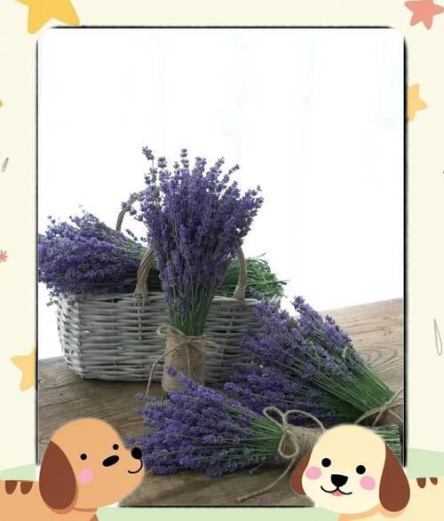 薰衣草修剪时间和方法？薰衣草开花后如何修剪视频？-第3张图片-优品飞百科