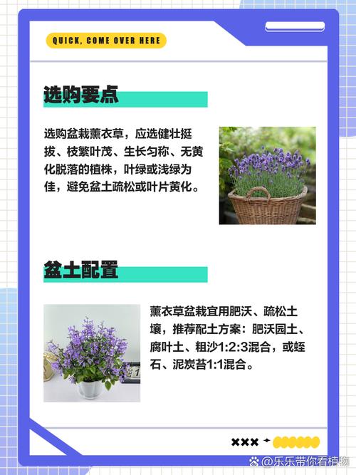 薰衣草修剪时间和方法？薰衣草开花后如何修剪视频？-第4张图片-优品飞百科