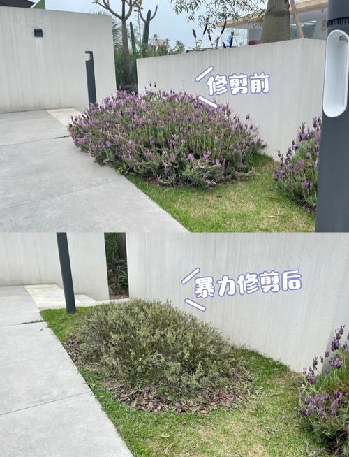 薰衣草修剪时间和方法？薰衣草开花后如何修剪视频？-第5张图片-优品飞百科
