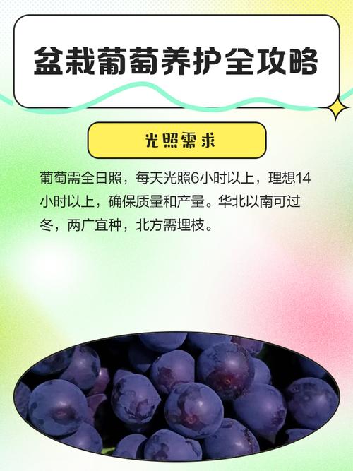 盆栽葡萄冬天用浇水吗，盆栽葡萄冬天用浇水吗怎么浇-第1张图片-优品飞百科