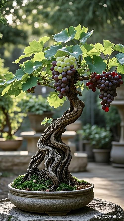 盆栽葡萄冬天用浇水吗，盆栽葡萄冬天用浇水吗怎么浇-第2张图片-优品飞百科