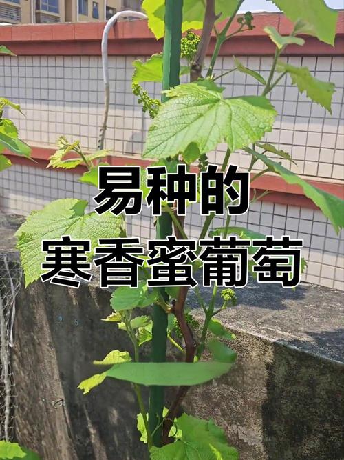 盆栽葡萄冬天用浇水吗，盆栽葡萄冬天用浇水吗怎么浇-第3张图片-优品飞百科