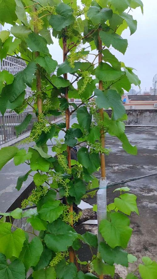 盆栽葡萄冬天用浇水吗，盆栽葡萄冬天用浇水吗怎么浇-第4张图片-优品飞百科