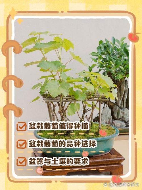 盆栽葡萄冬天用浇水吗，盆栽葡萄冬天用浇水吗怎么浇-第5张图片-优品飞百科