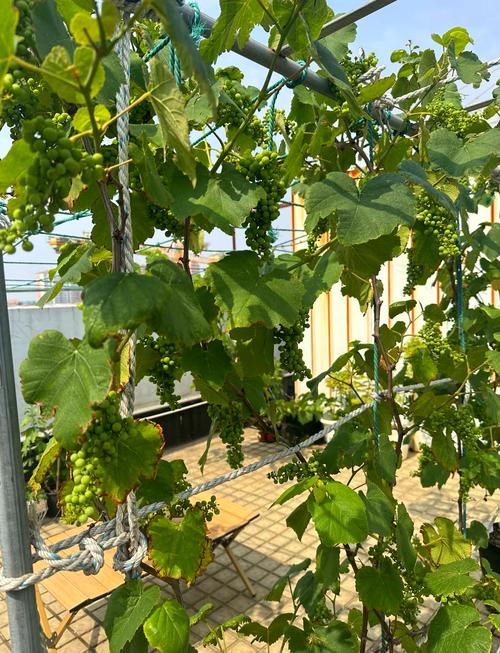 盆栽葡萄冬天用浇水吗，盆栽葡萄冬天用浇水吗怎么浇-第6张图片-优品飞百科