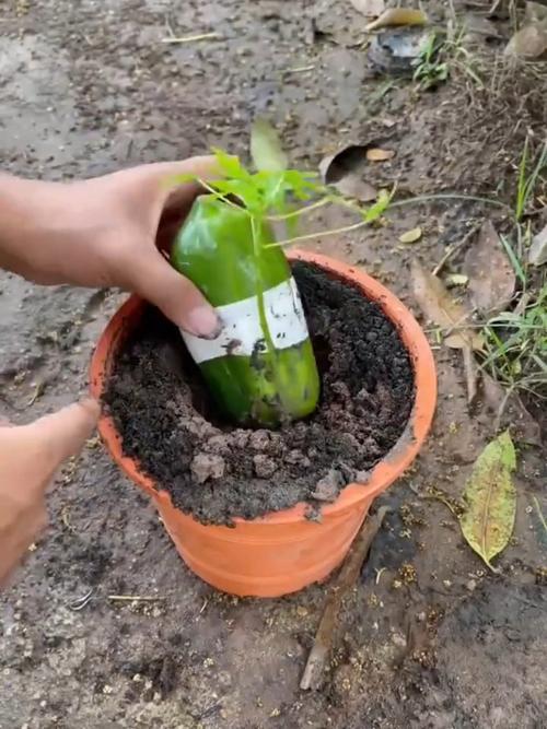 盆栽葡萄冬天用浇水吗，盆栽葡萄冬天用浇水吗怎么浇-第8张图片-优品飞百科