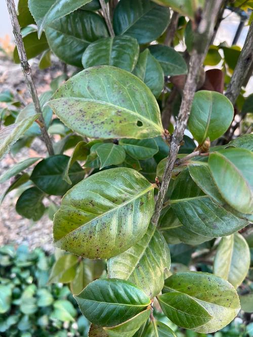 茶花叶子长黑斑怎么办，茶花叶子上有黑斑是怎么回事