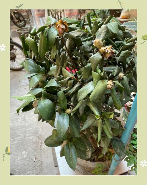 茶花叶子长黑斑怎么办，茶花叶子上有黑斑是怎么回事-第2张图片-优品飞百科