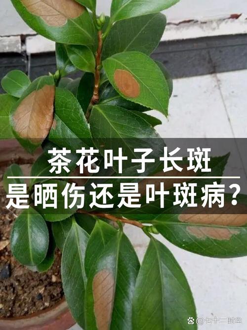 茶花叶子长黑斑怎么办，茶花叶子上有黑斑是怎么回事-第3张图片-优品飞百科