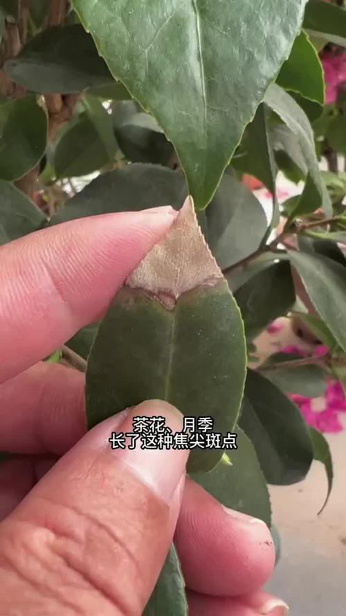 茶花叶子长黑斑怎么办，茶花叶子上有黑斑是怎么回事-第4张图片-优品飞百科