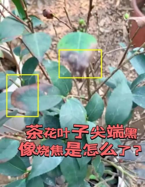 茶花叶子长黑斑怎么办，茶花叶子上有黑斑是怎么回事-第5张图片-优品飞百科