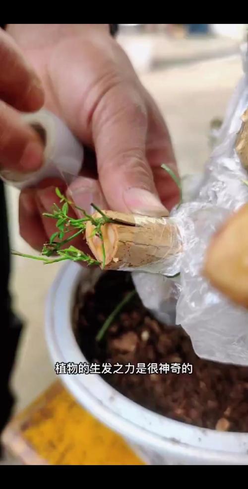 月季花嫁接方法，月季花树用什么树桩嫁接