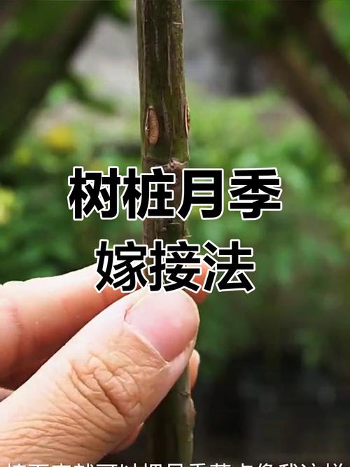 月季花嫁接方法，月季花树用什么树桩嫁接-第2张图片-优品飞百科