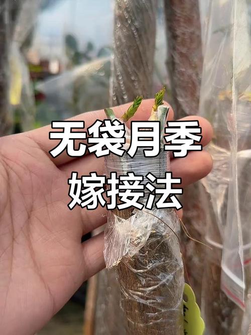 月季花嫁接方法，月季花树用什么树桩嫁接-第3张图片-优品飞百科