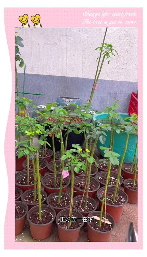 月季花嫁接方法，月季花树用什么树桩嫁接-第4张图片-优品飞百科