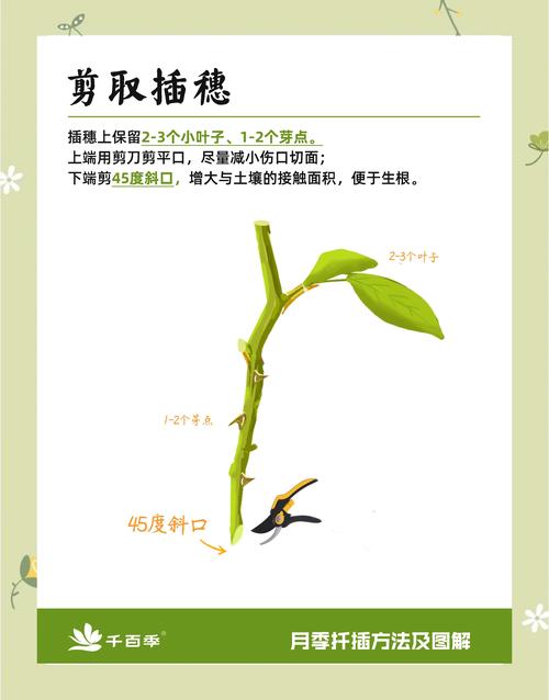 月季花嫁接方法，月季花树用什么树桩嫁接-第5张图片-优品飞百科