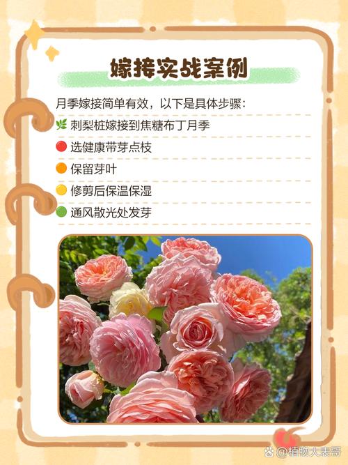 月季花嫁接方法，月季花树用什么树桩嫁接-第6张图片-优品飞百科