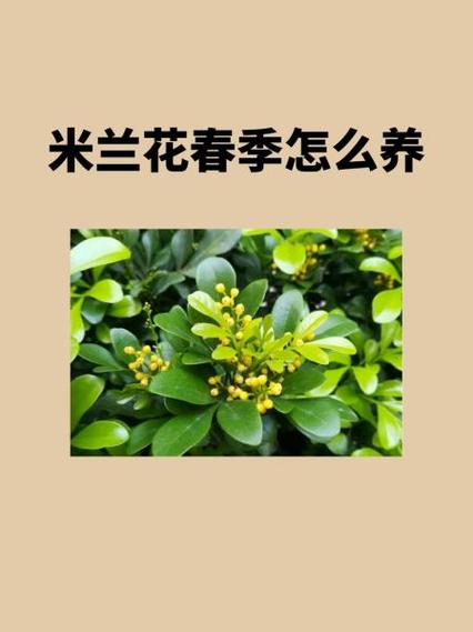 米兰什么时候开花，米兰什么时候开花?？