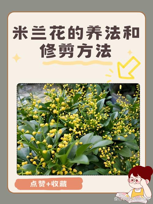 米兰什么时候开花,米兰什么时候开花??-第2张图片-优品飞百科 米兰什么时候开花,米兰什么时候开花??-第2张图片-优品飞百科