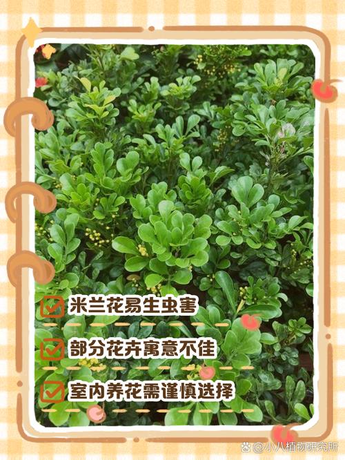 米兰什么时候开花,米兰什么时候开花??-第3张图片-优品飞百科 米兰什么时候开花,米兰什么时候开花??-第3张图片-优品飞百科