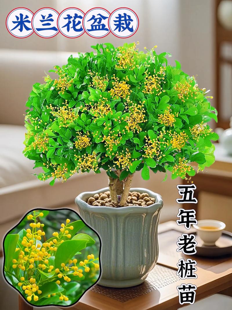 米兰什么时候开花,米兰什么时候开花??-第4张图片-优品飞百科 米兰什么时候开花,米兰什么时候开花??-第4张图片-优品飞百科