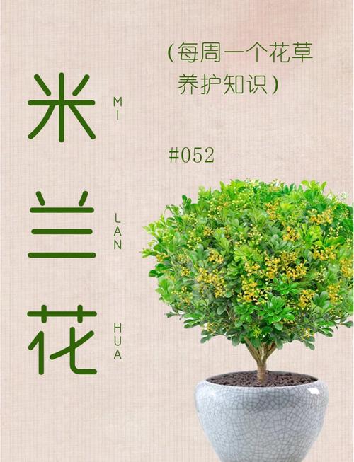 米兰什么时候开花,米兰什么时候开花??-第5张图片-优品飞百科 米兰什么时候开花,米兰什么时候开花??-第5张图片-优品飞百科