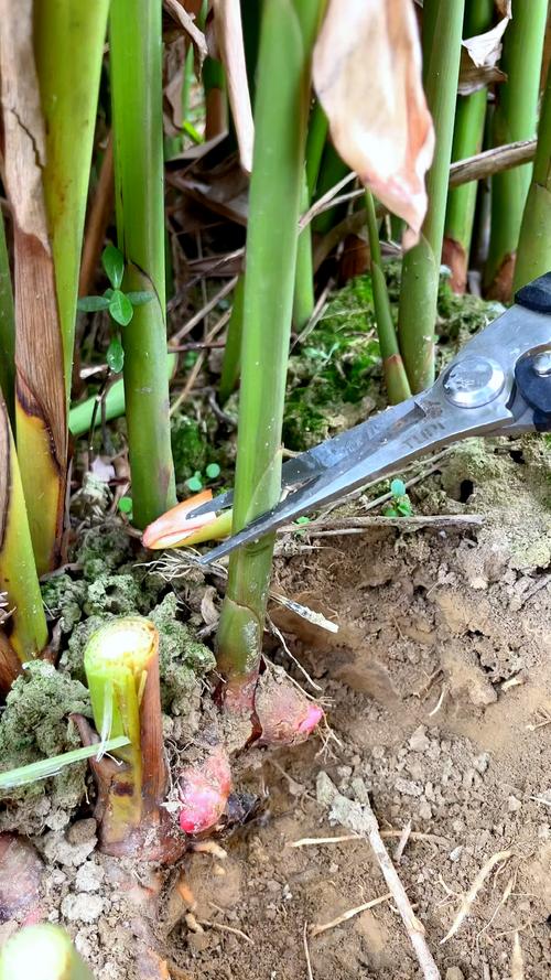 艳山姜种子怎么种？艳山姜的药用部位？