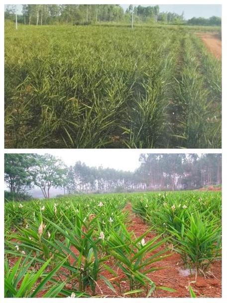 艳山姜种子怎么种？艳山姜的药用部位？-第3张图片-优品飞百科