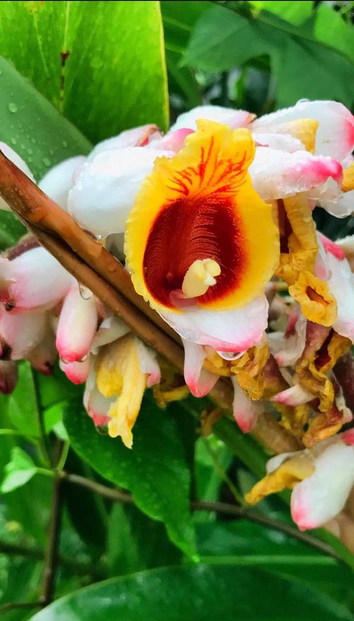 艳山姜种子怎么种？艳山姜的药用部位？-第4张图片-优品飞百科