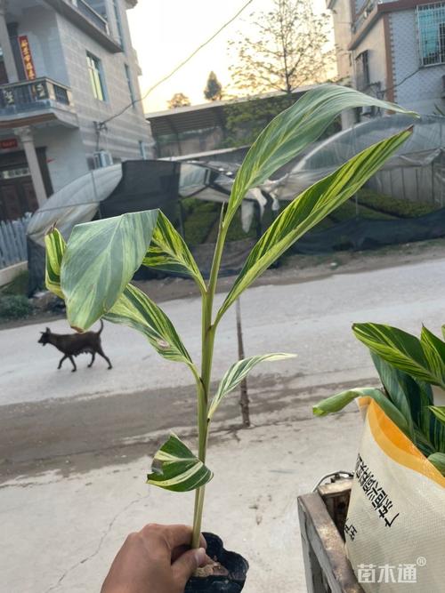 艳山姜种子怎么种？艳山姜的药用部位？-第5张图片-优品飞百科