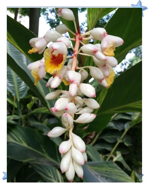 艳山姜种子怎么种？艳山姜的药用部位？-第7张图片-优品飞百科