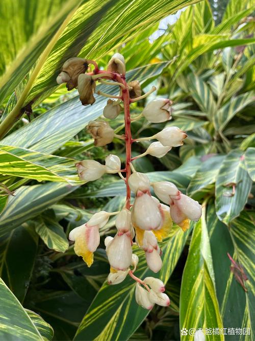 艳山姜种子怎么种？艳山姜的药用部位？-第6张图片-优品飞百科