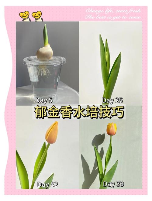 郁金香怎么水养？郁金香怎么水养视频？-第2张图片-优品飞百科