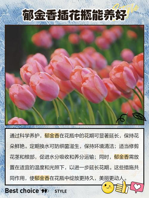 郁金香怎么水养？郁金香怎么水养视频？-第3张图片-优品飞百科