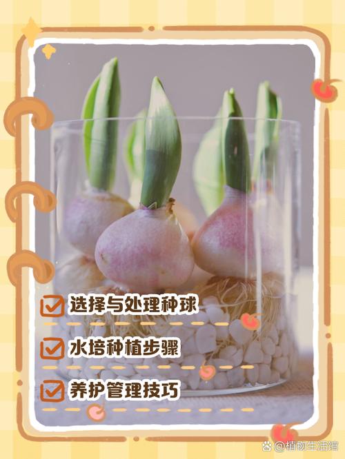 郁金香怎么水养？郁金香怎么水养视频？-第5张图片-优品飞百科