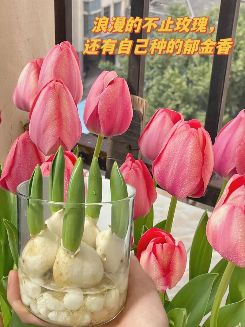 郁金香怎么水养？郁金香怎么水养视频？-第6张图片-优品飞百科