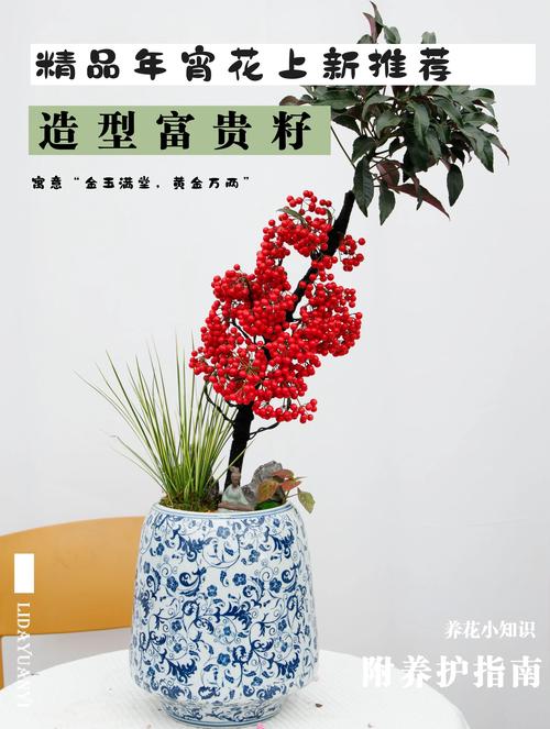 富贵子怎么养?富贵子怎么养才能更旺盛?-第1张图片-优品飞百科 富贵子怎么养?富贵子怎么养才能更旺盛?-第1张图片-优品飞百科