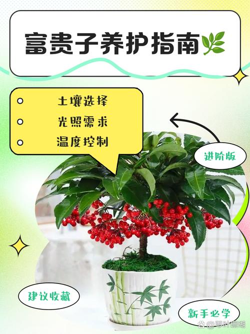富贵子怎么养?富贵子怎么养才能更旺盛?-第2张图片-优品飞百科 富贵子怎么养?富贵子怎么养才能更旺盛?-第2张图片-优品飞百科