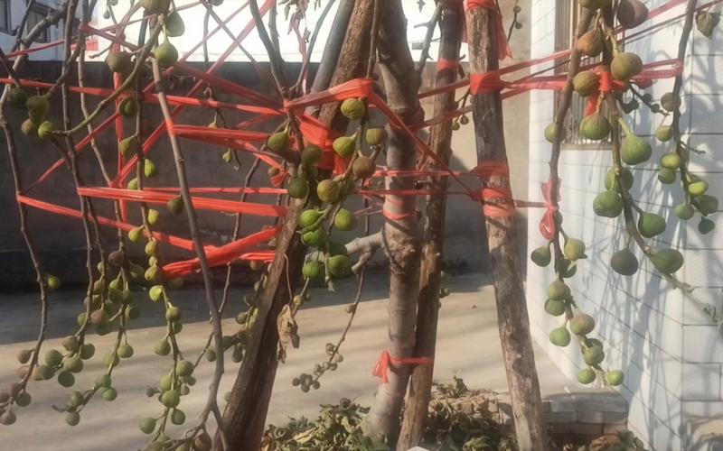 富贵子怎么养?富贵子怎么养才能更旺盛?-第3张图片-优品飞百科 富贵子怎么养?富贵子怎么养才能更旺盛?-第3张图片-优品飞百科