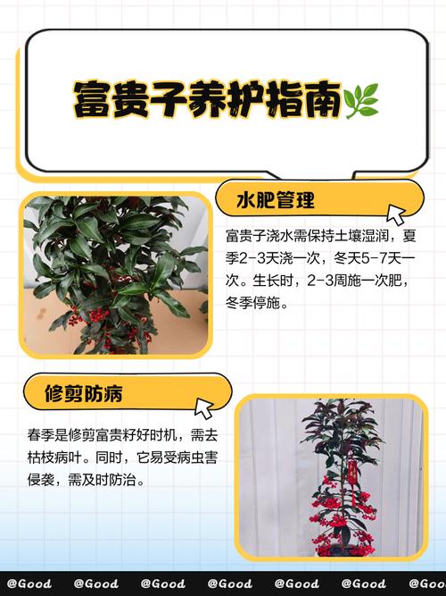 富贵子怎么养?富贵子怎么养才能更旺盛?-第4张图片-优品飞百科 富贵子怎么养?富贵子怎么养才能更旺盛?-第4张图片-优品飞百科