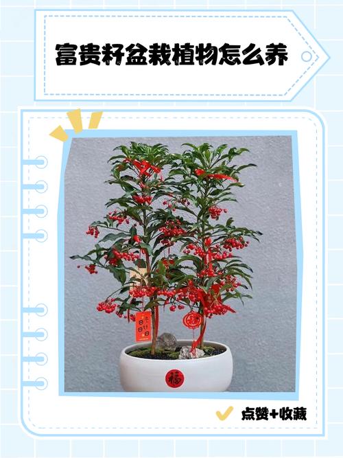 富贵子怎么养?富贵子怎么养才能更旺盛?-第5张图片-优品飞百科 富贵子怎么养?富贵子怎么养才能更旺盛?-第5张图片-优品飞百科